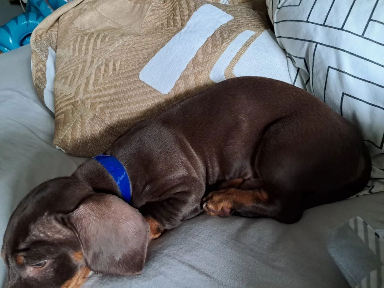 Cachorrinho Dachshund - Foto 4