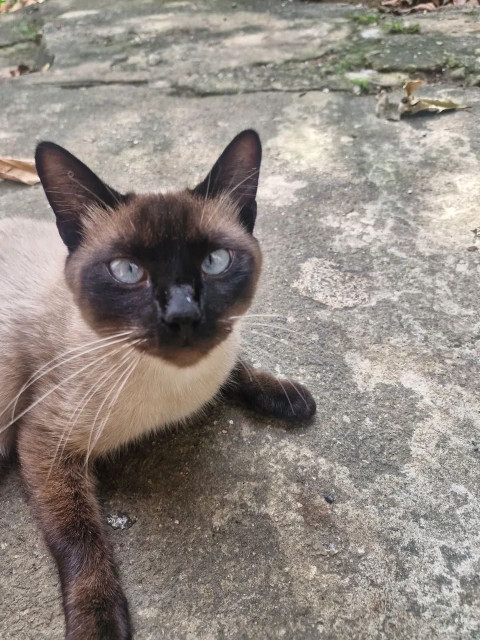 Gato macho castrado - Foto 3
