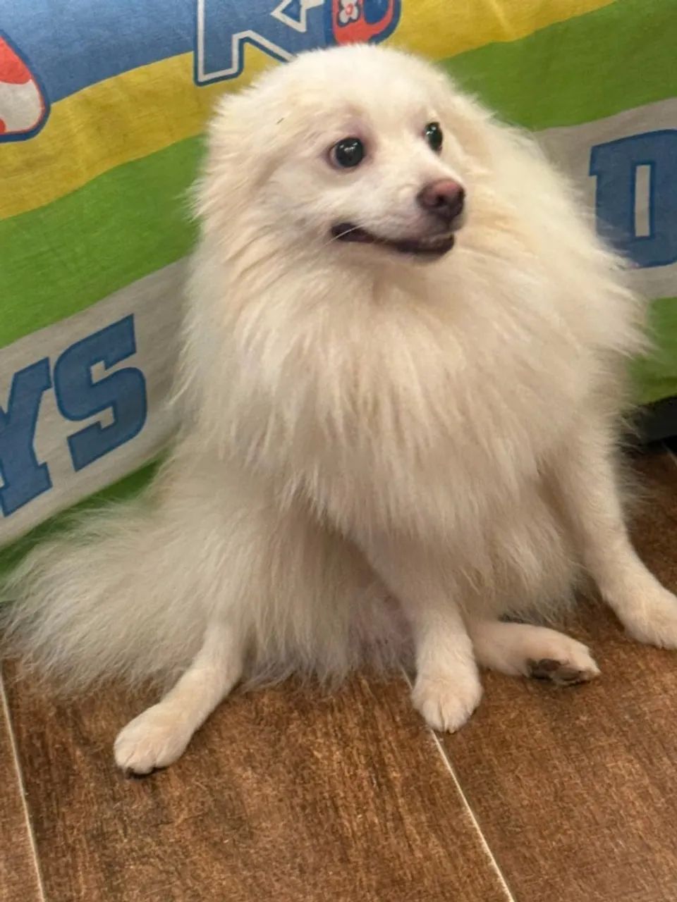 Lindo Spitz Alemão Macho! - Foto 4