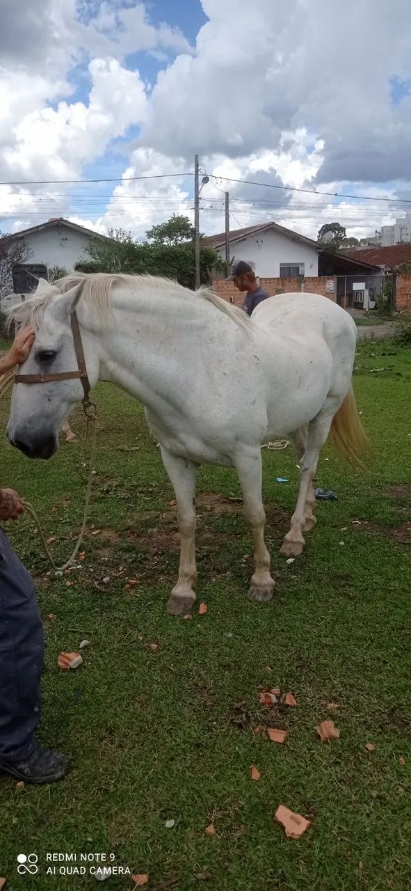 Cavalo Percheron. - Foto 6