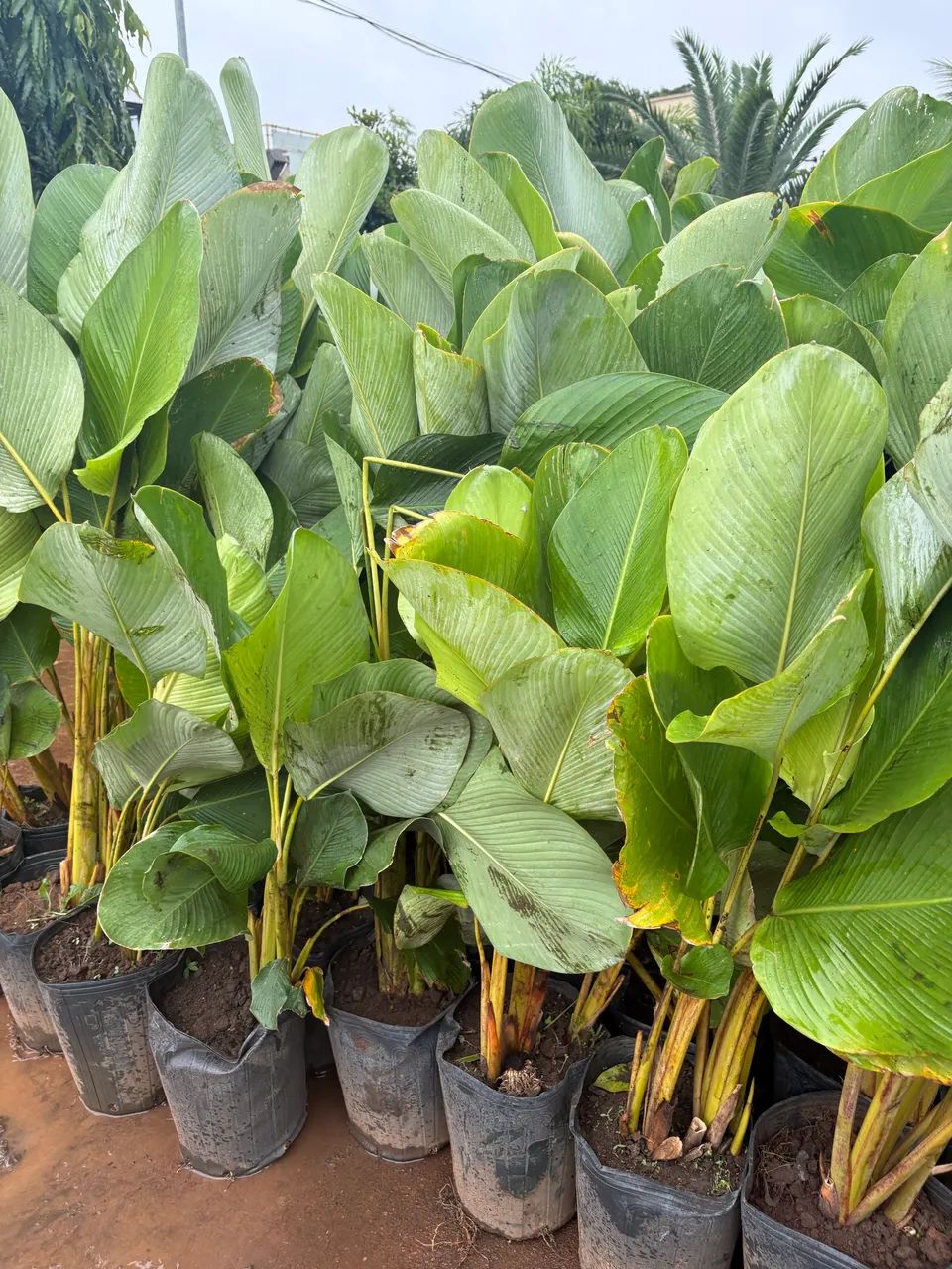 Muda de Maranta charuto