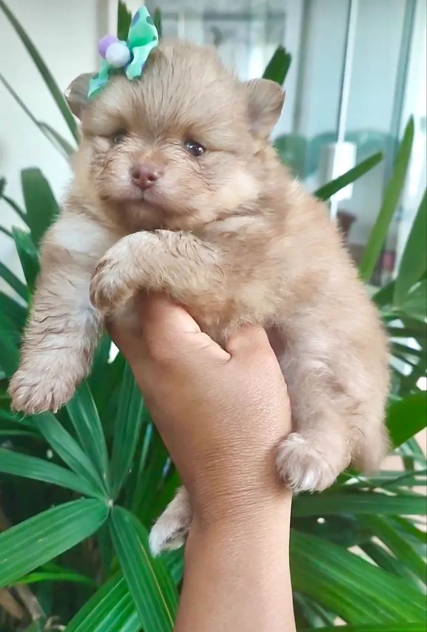 Lulu da pomerania beaver 