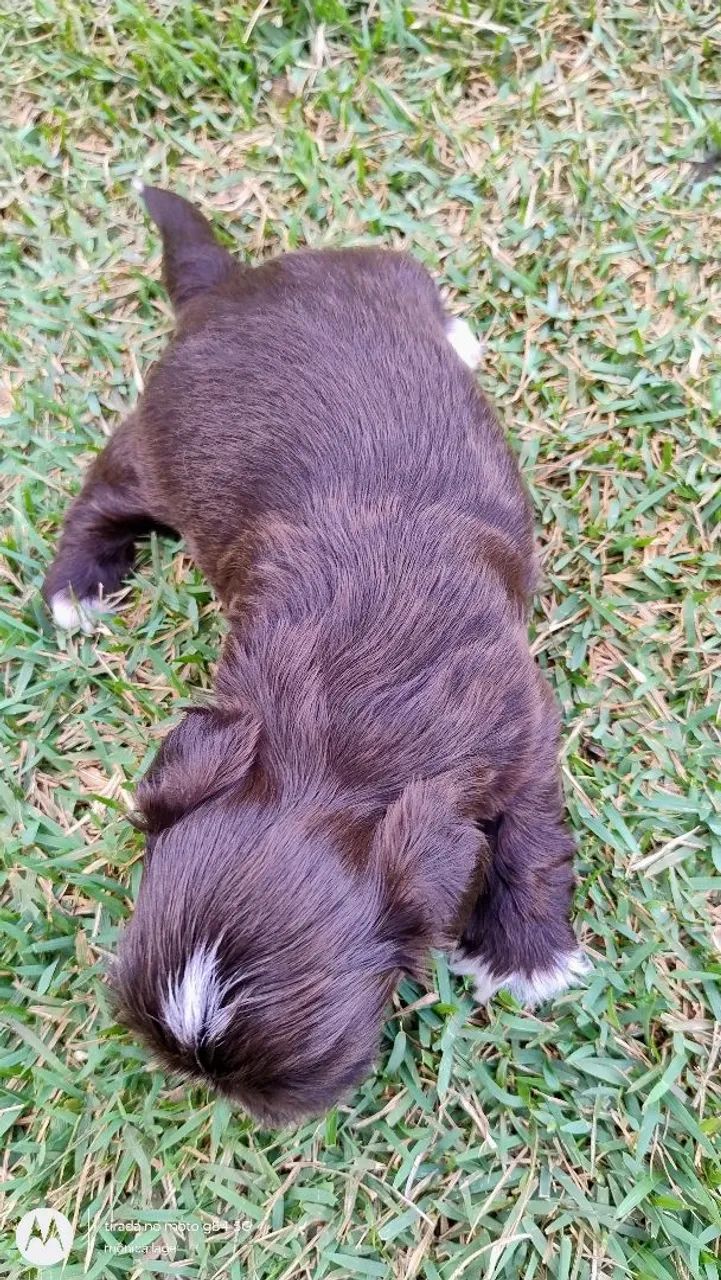 Cachorro  - Foto 4