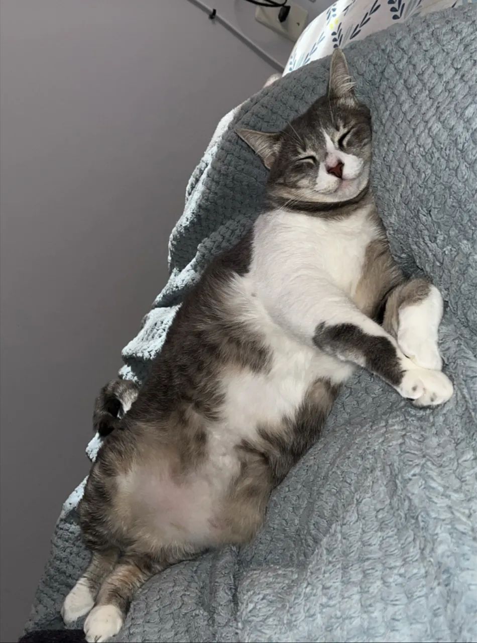 Adoção de gato - Foto 2
