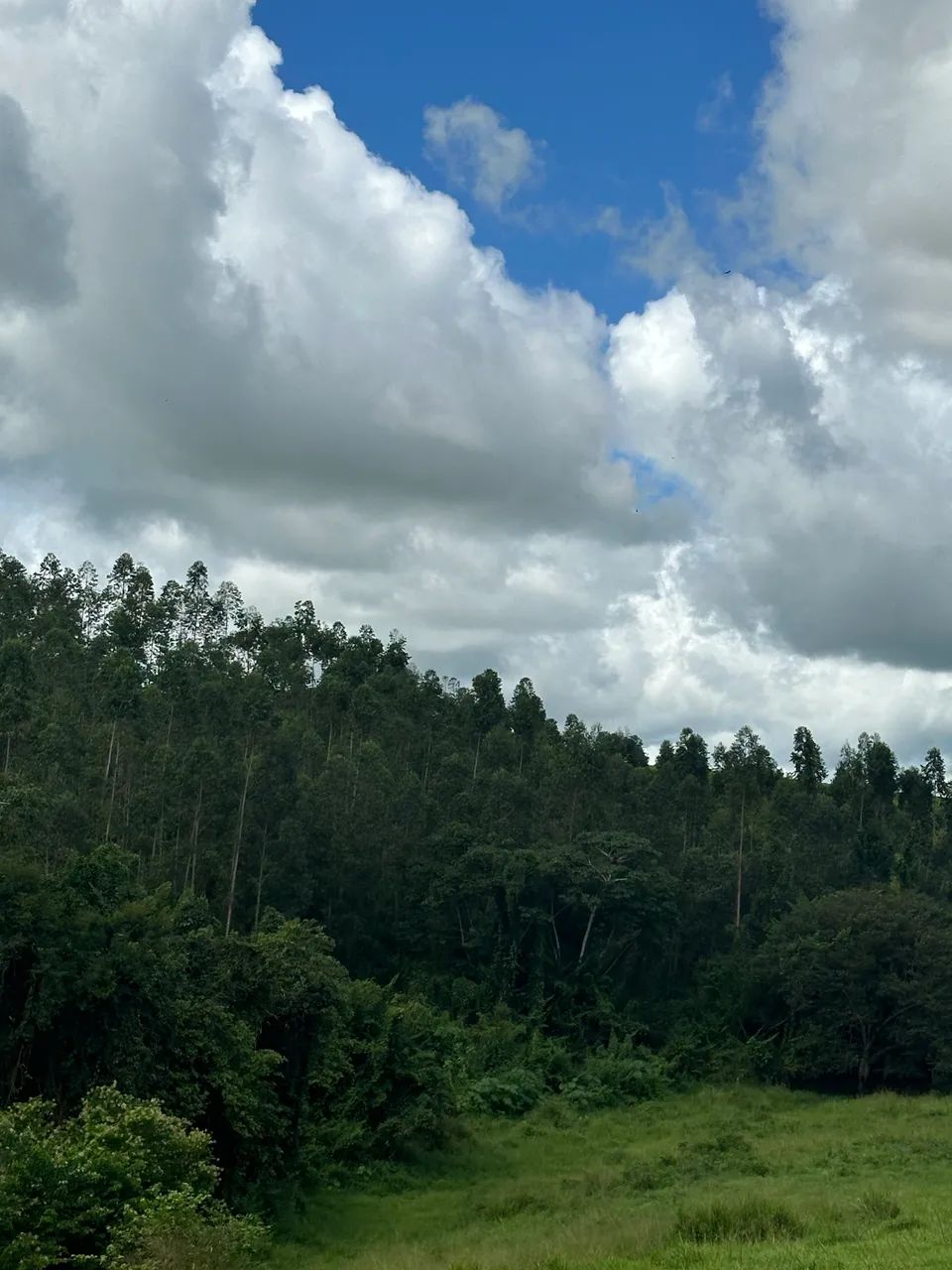 Vendo eucaliptos pronto pra retirar  - Foto 2