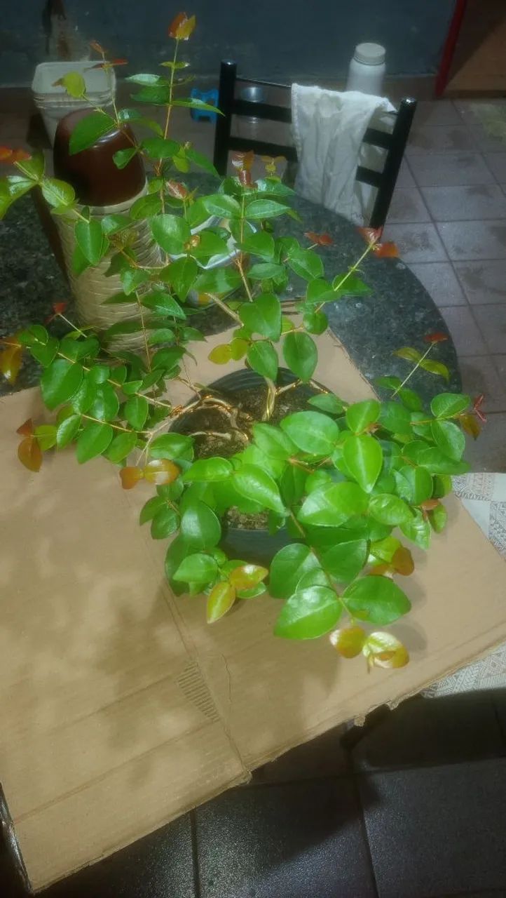 Pitanga fruta Pré-Bonsai