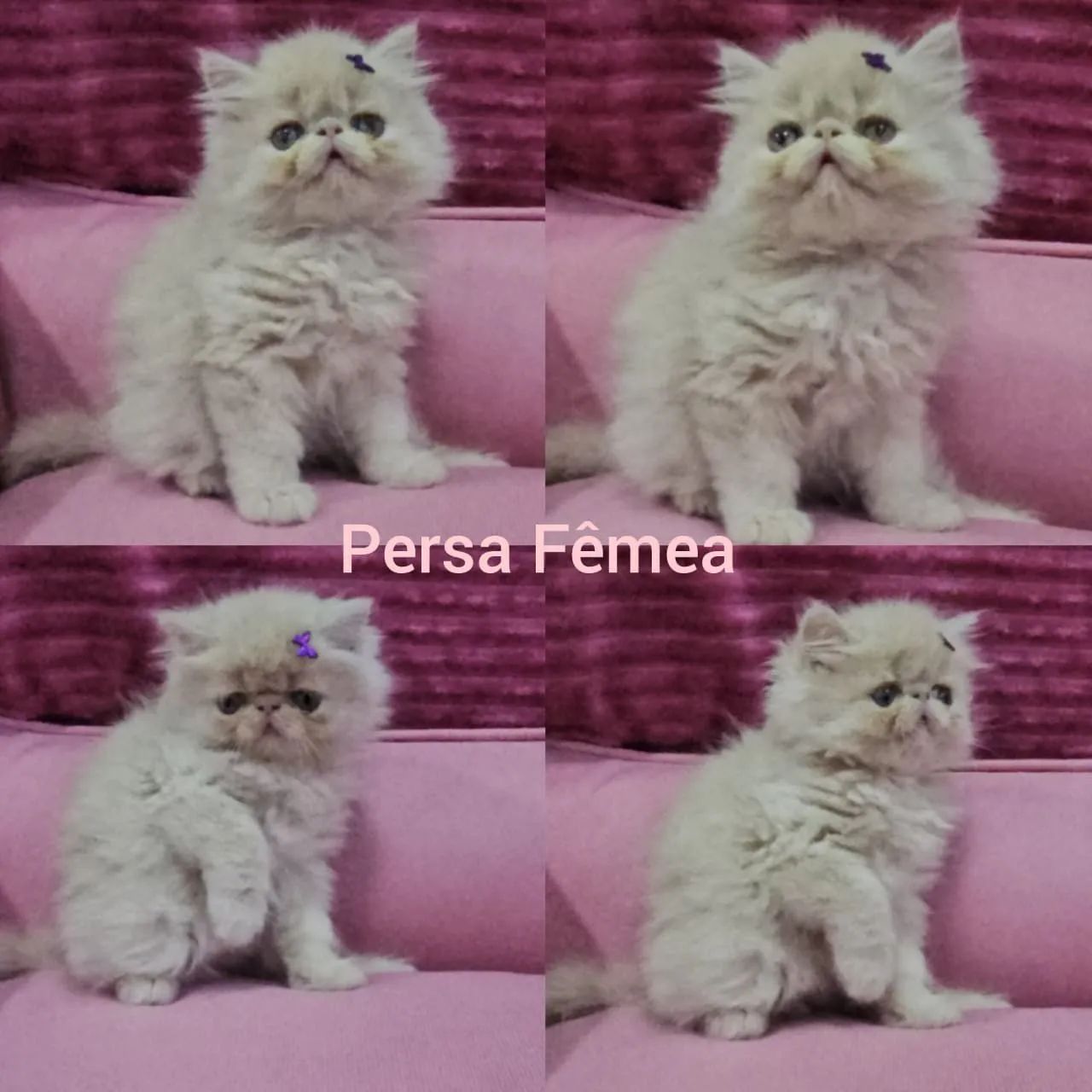 Persas, Exóticos e Himalaios Filhotes - Gatil BSB Cat - Foto 2