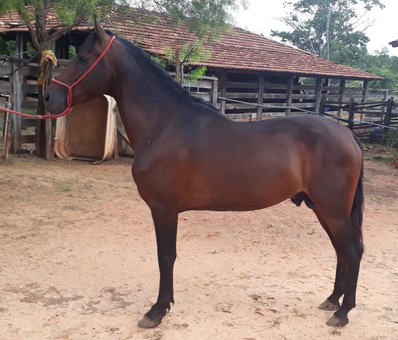 cavalo