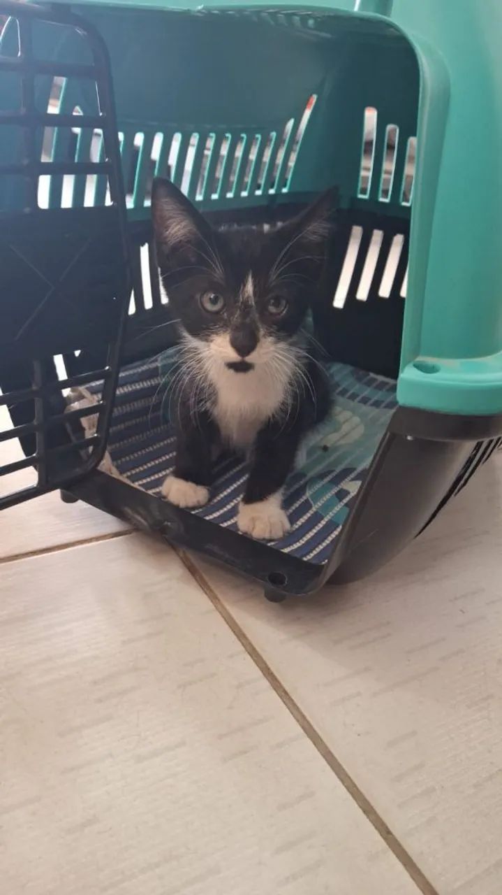 Lindo filhote macho 2 meses  - Foto 2