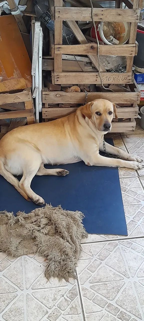 Doa-se cadela