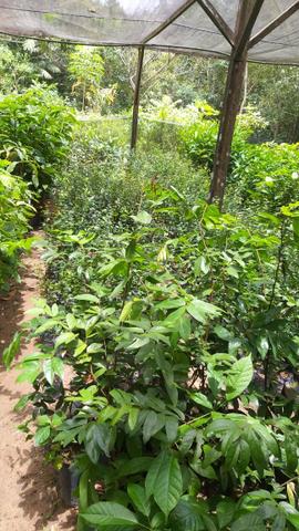 Mudas de plantas frutíferas e florestais - Foto 3