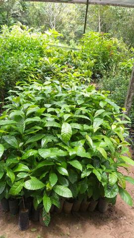 Mudas de plantas frutíferas e florestais