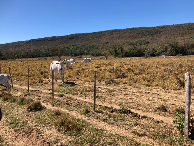 Galinha Morta, 1200 Hectares,500 Reses,Trator, porteira Fechada, Alto Paraguai ?MT - Foto 4