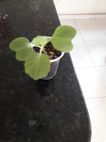 Mudas de couve. - Foto 5