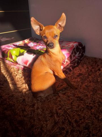 Pinscher - Foto 3