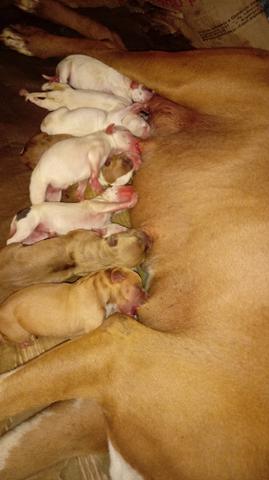 Pitbull - Foto 2