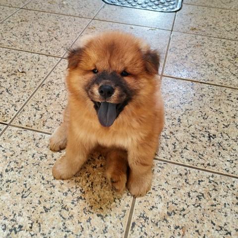 Vendo filhotes de Chow Chow - Foto 5