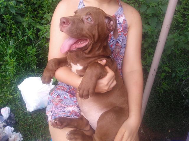Vendo lindo Pitbull macho com duas vacinas já aplicadas - Foto 4