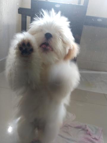 Cãozinho - Foto 3