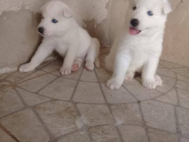 Filhotes de husky, pais com pedegree.vacinado e vermifugados - Foto 2