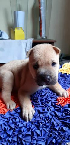 Sharpei fêmea - Foto 5