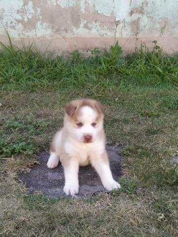 HUSKY siberiano Marrom dos olhos azuus - Foto 3