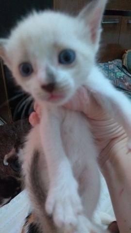 Doação de gatinhos - Foto 3