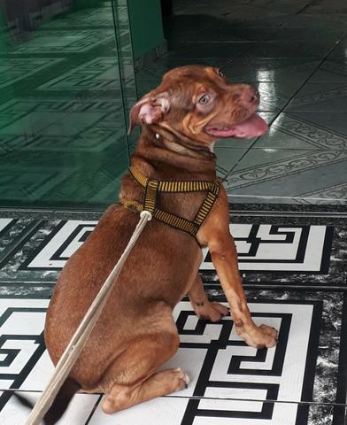Pitbull apbt - Foto 3