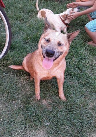 Filhotes de Blue e Red Heeler