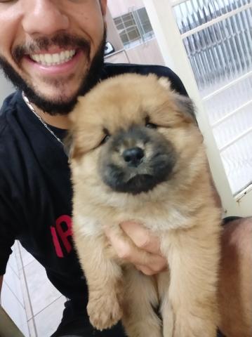 Vendo filhotes de Chow Chow - Foto 6