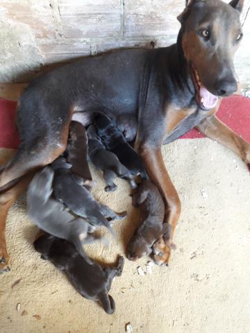 Filhotes doberman