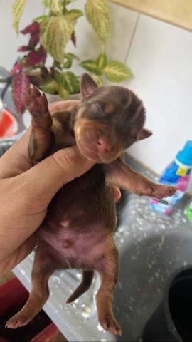 Filhotes de pinscher! - Foto 3
