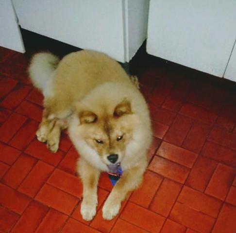 Chow Chow
