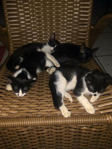 Doação de gatinhos - Foto 5