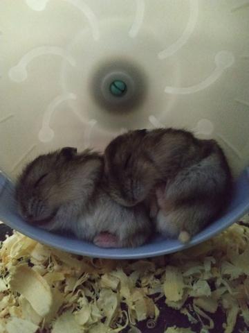 Filhote de Hamster Anão Russo - Foto 2