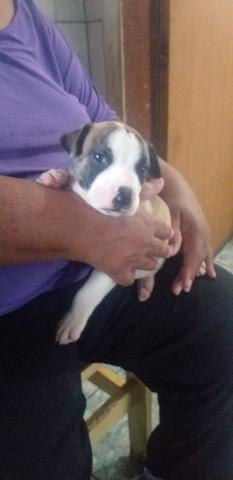 Pitbull