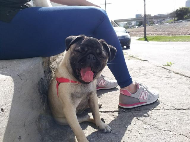 Vendo Pug - Foto 2