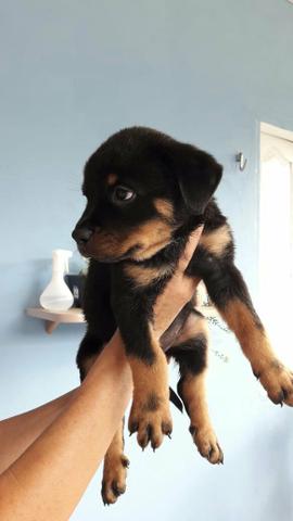 Filhotes de Rottweiler