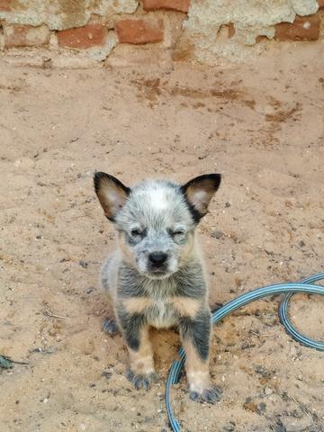 Filhote de Boiadeiro Australiano (Blue Heeler) - Foto 3