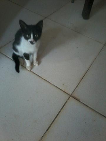 Otima companhia - Foto 2