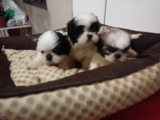 Lhasa apso, pequenos filhotes - Foto 2