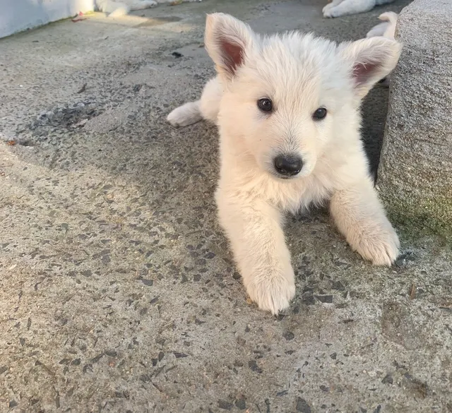 Pastor Branco Suiço - Cachorros e acessórios - Zona Central, Rio Claro  1254406657