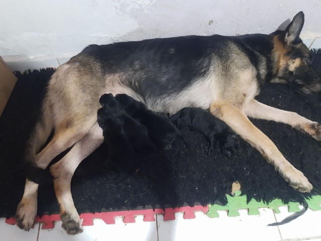 Anúncios | OLX Anúncios | OLX
