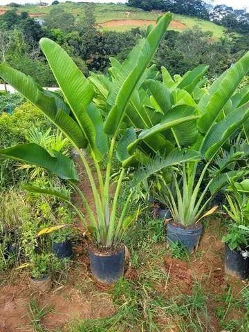 Ravenala (árvore do viajante) (Ravenala madagascariensis)