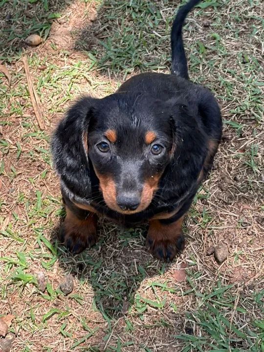 FILHOTES DE DACHSHUND (Basset) - Foto 6