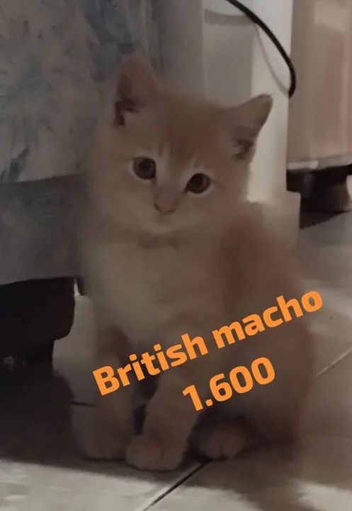 British, Angorá, Gato da Floresta e Chartreux  - Foto 3