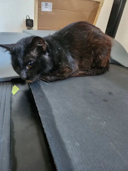 Tom - Gato castrado e saudável pronto para receber um lar ?