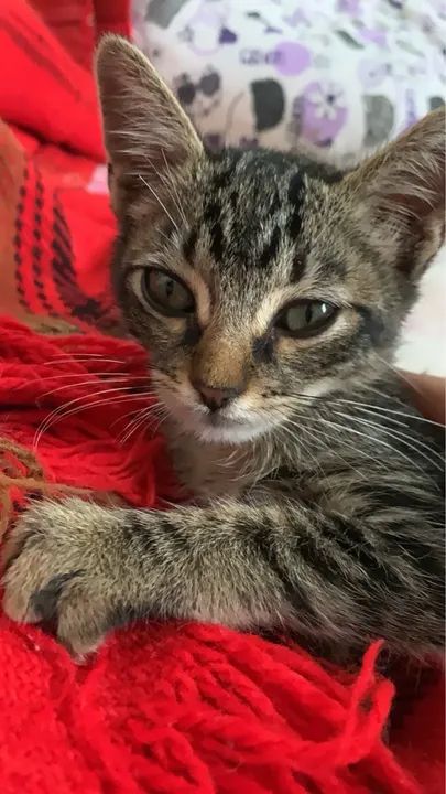 Gatinha fêmea para doação  - Foto 4