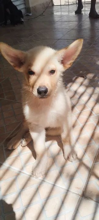 Filhote de Pastor Belga - Foto 4