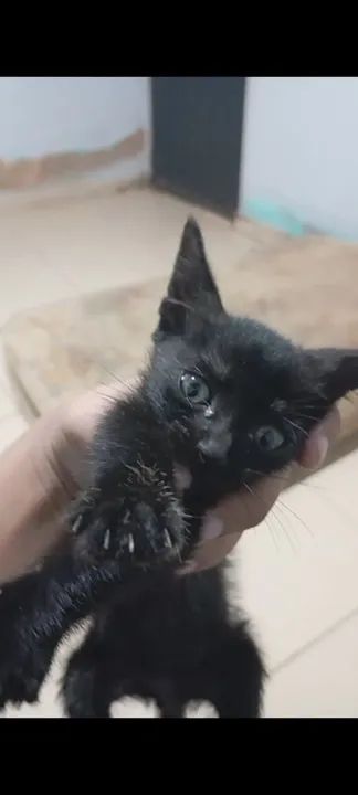 Gatos disponível para adoção